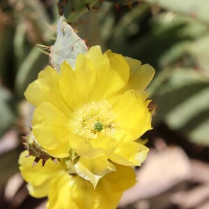 Desert Cactus Yellow Bloom with approaching bug
