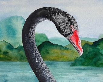 Black Swan Original Watercolour Painting