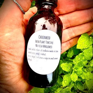 Chickweed Fresh Whole Plant Tincture