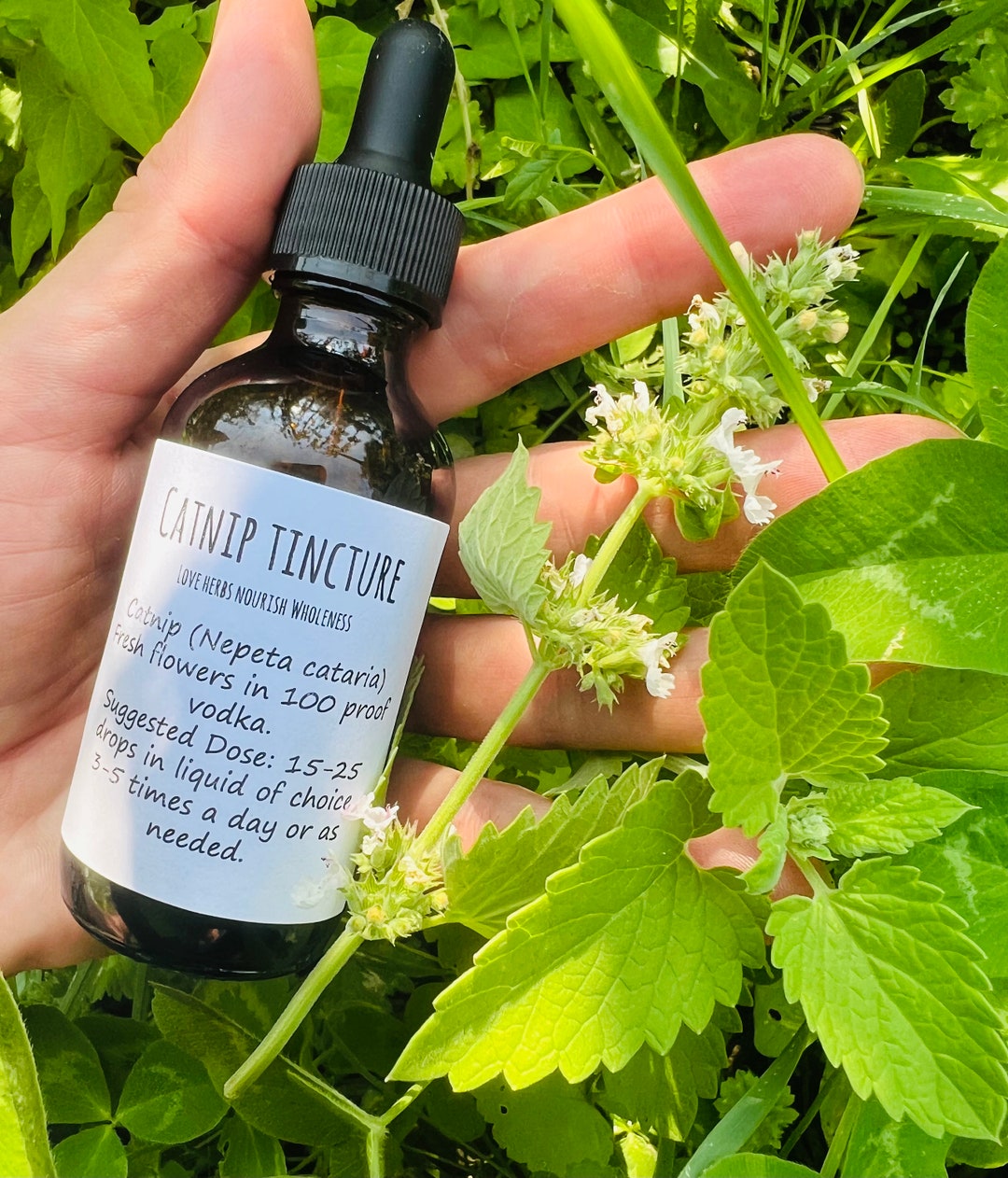 Catnip Tincture - Etsy