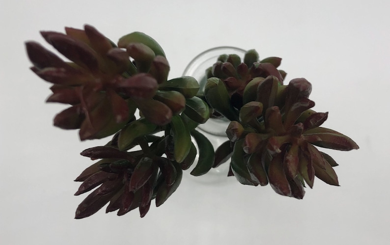 Artificial Green and Brown Succulent
