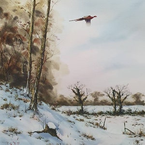 pheasant in the sunshine.
