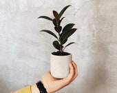 Grey Concrete Plant Pot Baby plants pot Concrete Planter Minimalist Planter Succulent Planter Cactus Planter Mini Plants Baby