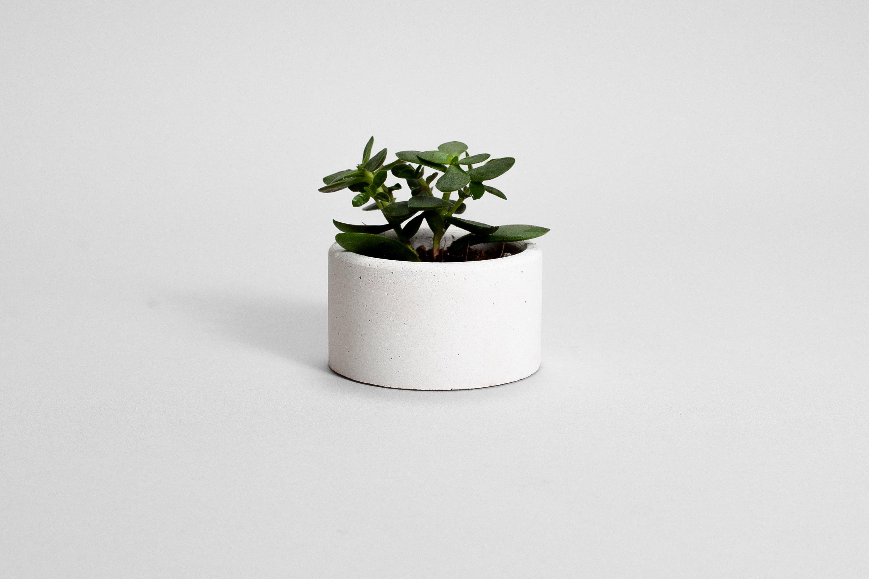 Pot de Plante en Béton Blanc | Parvi Ensemble Pots Plantes Pour Bébés Modernes Cadeau Pendaison Crém