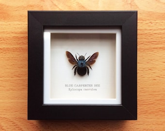 Blue Carpenter Bee Xylocopa caerulea Female Spread Real Insect Taxidermy