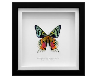 May include: A framed Madagascar Sunset Moth, Chrysodirda rhipheus, with vibrant green, blue, orange, and pink wings.