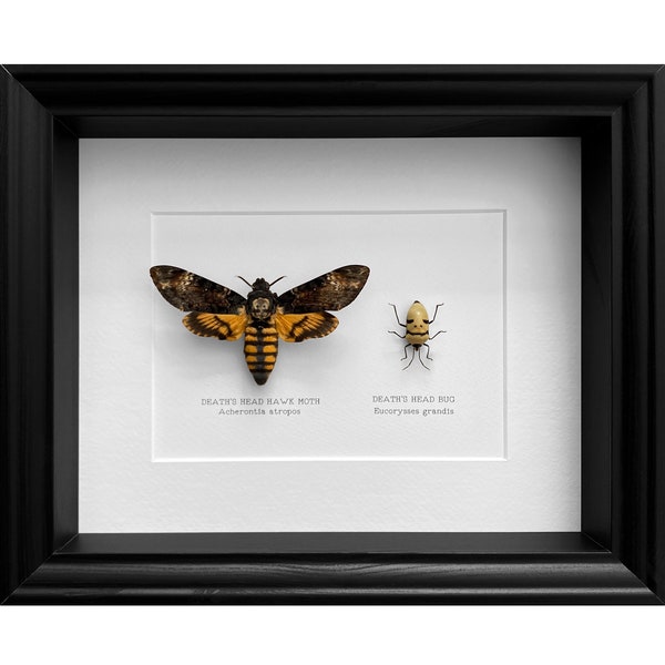 Real A1- Deaths Head Hawk Moth and Death's Head Bug (Pair)