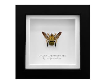 Real A1 Golden Carpenter Bee