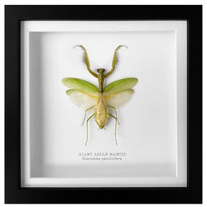 Puede incluir: Una exhibición enmarcada con una Mantis Gigante Asiática, Hierodula patellifera, sobre un fondo blanco. El insecto está conservado con las alas extendidas, mostrando alas verdes y translúcidas. El marco es negro.
