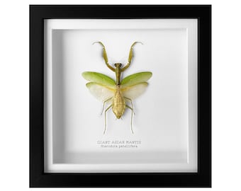 Rare Peruvian Leaf Shield Mantis Framed Taxidermy - Mantodea