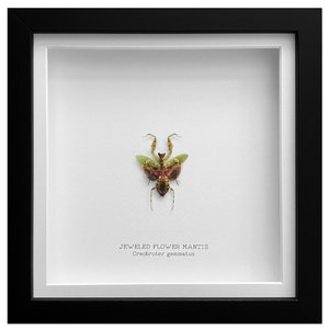 Puede incluir: Una exhibición enmarcada con una Mantis Flor Joya, en un marco cuadrado negro. El insecto es verde, marrón y rojo, sobre un fondo blanco. El texto "JEWELED FLOWER MANTIS Creobroter gemmatus" está impreso debajo.