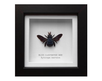 Real A1 Blue Carpenter Bee