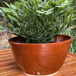 May include: A glossy, deep brown ceramic planter bowl with a smooth, rounded silhouette and a small circular drainage hole near the base. The planter contains a lush, green, leafy plant with numerous pointed, slender foliage stems.