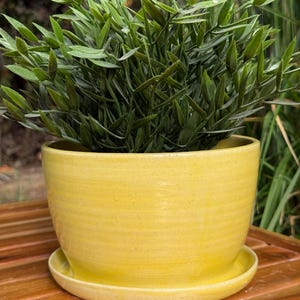 May include: A bright yellow ceramic plant pot with a matching saucer, featuring a smooth, slightly speckled finish and subtle horizontal ridges along the exterior. The pot contains a lush, green leafy plant with pointed foliage.