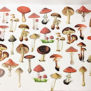 Pegatinas de hongos rojos, pegatinas de naturaleza transparente PET, conjunto de pegatinas de hongos Forrest, pegatinas de álbumes de recortes, pegatinas de diario de balas