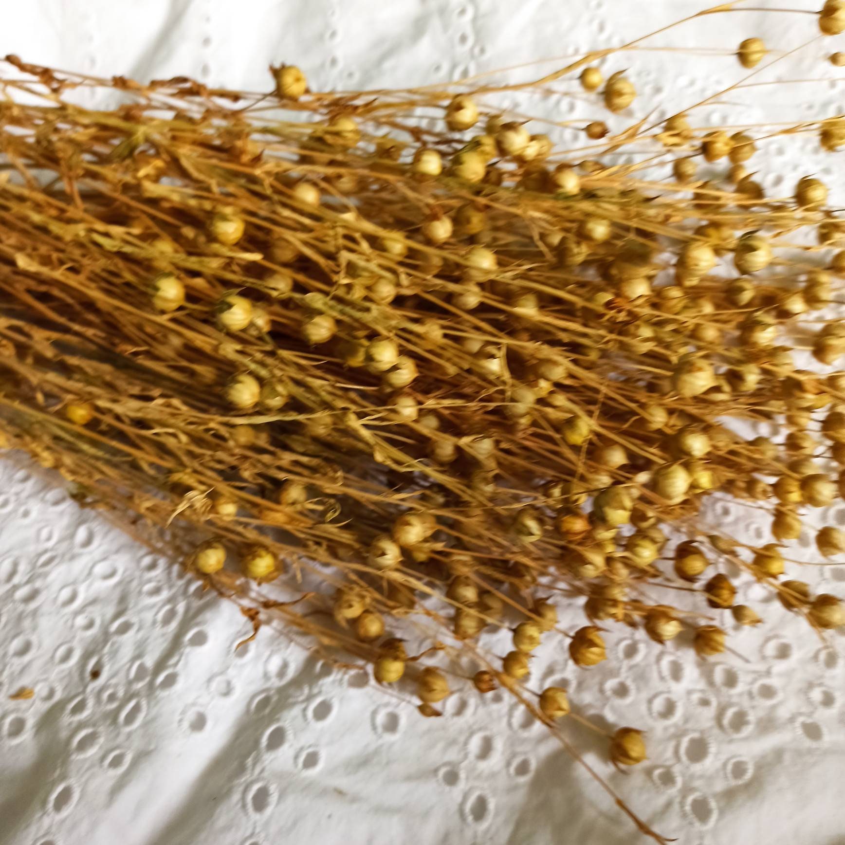 100 G Organic Flax Sprays Flax Sprays Etsy