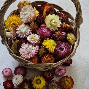 Dried Strawflowers Heads, Dry Strawflowers, dried flowers,Dry flower, Dry flower for resin, Dried flower for craft,Dry flower for wedding