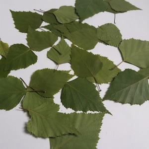 50 dried birch leaves.Birch leaves.pressed real green small leaves.Botanical material crafts,invitations,teaching,herbariums.spring leaves