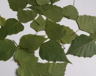 50 feuilles de bouleau séchées.Feuilles de bouleau.Vraies petites feuilles vertes pressées.Artisanat de matériel botanique,invitations,enseignement,herbier.feuilles de printemps