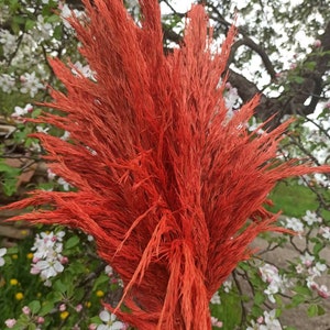 Natural Pampas Grass,ORANGE Colored,One(1)Stem Price,Feather Grass,Dry Pampas Grass,Wedding Pampas Decor,Long Plumes,Boxo Arangement