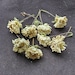 15 Dried White Roses.tiny Resin Flowers.small Dried Flowers.resin ...