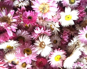 100 Dried Strawflower Heads, Colorful Helichrysum for DIY Crafts