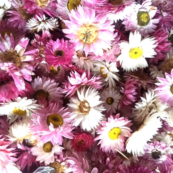 100 Dried Strawflower Heads, dried flowers, wedding diy, Dried flower , Dried flower for resin, Dried flower for craft