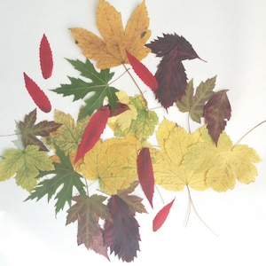 100Pressed Leaves,fall leaves,Dried Autumn Leaves,Pressed Fall Leaves,Thanksgiving Decor,Leaf Decor,Dried Fall Leaves,Leaf Art
