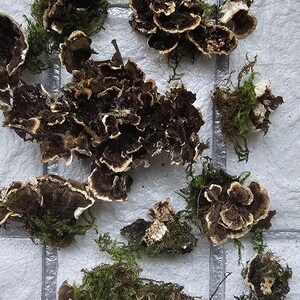 15 pcs Dried Mushrooms, Moss, Fairy Garden Terrarium Supplies