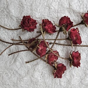 20 Dried Burgundy Roses.tiny Resin Flowers.small Dried Flowers. Resin ...
