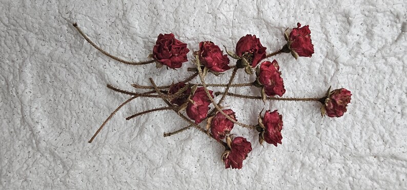 20 Dried Burgundy Roses.tiny Resin Flowers.small Dried Flowers. Resin ...