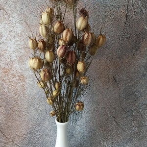 15 Stem Dried Nigella,Natural Nigella flowers pods, Dried Nigella plant bundle.Filler for vases,Dried flowers arrangement, Rustic Home Decor