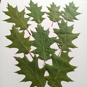 50 pcs Dried real oak leaves. Natural dried pressed real oak leaves. Oak leaves, Green oak leaf, Dried oak leaves, fall craft