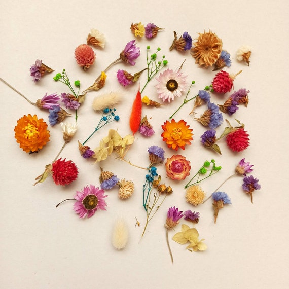 50 pezzi piccoli fiori secchi, piccoli fiori secchi, fiori per