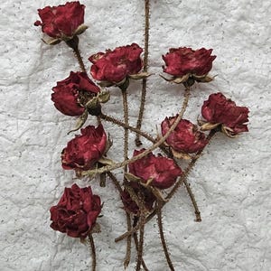 20 Dried burgundy roses.Tiny resin flowers.Small dried flowers. Resin supply plants.Real dry roses,Miniature Rose Buds,Dried Roses,Tiny Rose