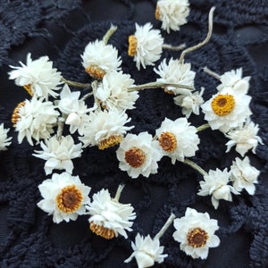 May include: A collection of dried white flowers with yellow centres. The flowers are arranged on a black background.