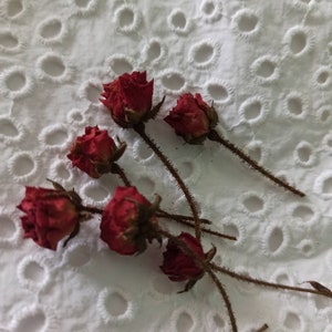 Real Dry Roses,miniature Rose Buds,dried Roses - Etsy