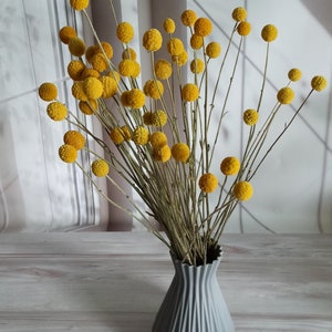 Op de afbeelding: Een boeket gedroogde billy balls in een grijze, geplisseerde vaas. De billy balls zijn felgeel en zijn gerangschikt in een vaas op een licht houten oppervlak.