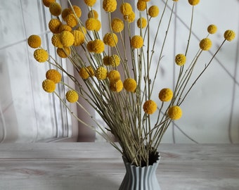 50 craspédias séchés de 40 à 45 cm, boules de billy séchées, boutons naturels, fleurs séchées, décoration florale de mariage, décoration d'intérieur, fleurs jaunes séchées