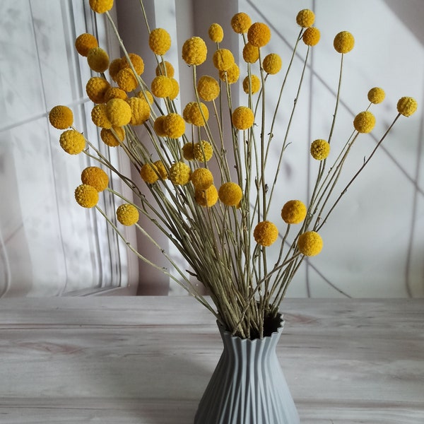 50 craspédias séchés de 40 à 45 cm, boules de billy séchées, boutons naturels, fleurs séchées, décoration florale de mariage, décoration d'intérieur, fleurs jaunes séchées