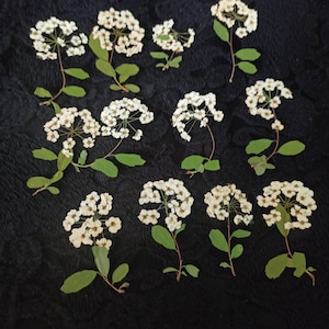15 pieces Pressed flowers, White Pressed Flower, Flower with stems,Natural Preserved Flower, Pressed Dry Flower,Preserved Flower Frame