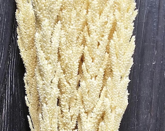 10 ramos de flores blancas secas para decoración rústica de boda.