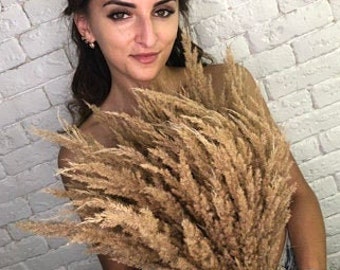 50 Large Dried Reed Grass Stems, Fall Wedding Floral Decor (50-60cm)