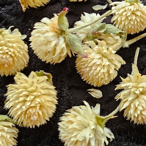 50 Gomphrena heads,white dried flowers,epoxy resin supply,tiny dried flowers,DIY Soap Making DIY Candle Making,Gomphrena Strawberry Fields