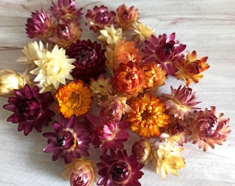 100 Tiny Dried Strawflower Heads, dried flowers, wedding diy, Dried flower, Dried flower for resin, Dried flower for craft,Tiny Dried flower