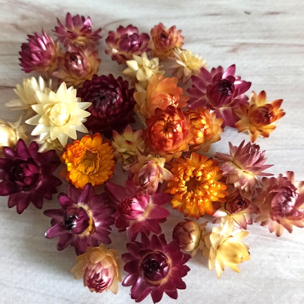 100 Tiny Dried Strawflower Heads, dried flowers, wedding diy, Dried flower, Dried flower for resin, Dried flower for craft,Tiny Dried flower