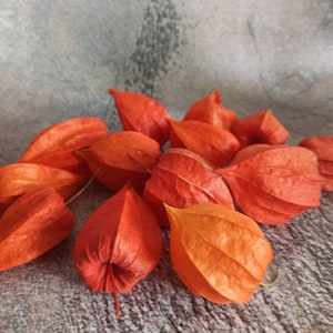 Könnte beinhalten: Eine Gruppe von orangefarbenen und roten Papierlaternen, auch bekannt als chinesische Laternen, sind auf einer grauen, strukturierten Oberfläche angeordnet. Die Laternen bestehen aus dünnem Papier und haben eine zarte, durchscheinende Qualität.