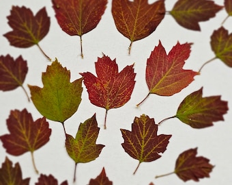 May include: A collection of fallen leaves in autumnal colours of red, brown, and green, scattered on a white background. The leaves display intricate vein patterns and stems. The image suggests a seasonal, autumn theme.