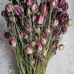 15 stjälkar torkade Nigella, naturliga Nigella-blommor, torkade Nigella-växter. Fyllnad för vaser, torkade blomsterarrangemang, rustik heminredning