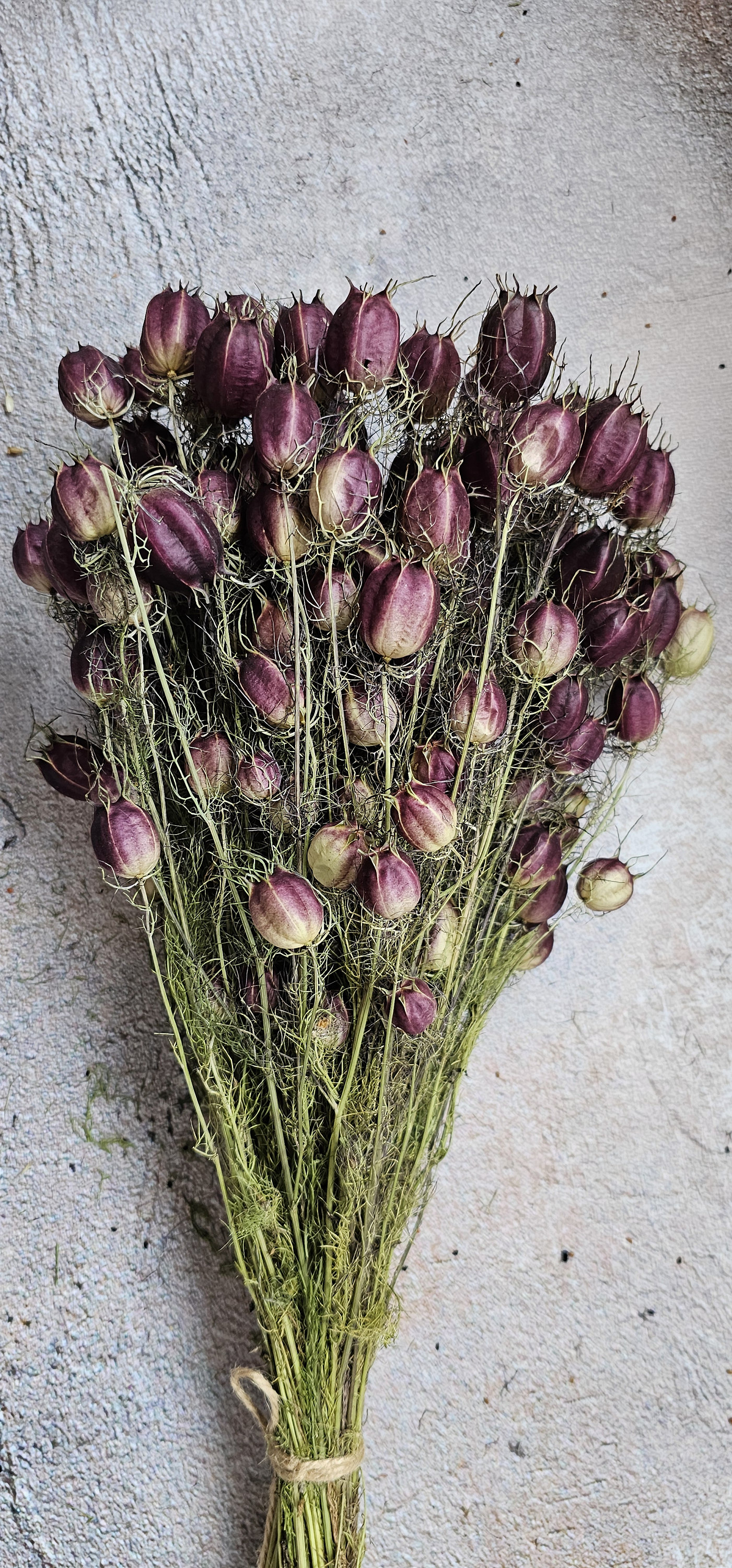 15 tiges de nigelle séchée, gousses de fleurs de nigelle naturelles, paquet de plantes de nigelle séchées. remplissage pour vases, arrangement de fleurs séchées, décoration d'intérieur rustique